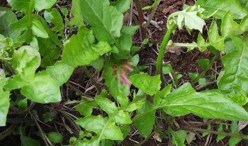 国产野菜图片大全集视频,视频带你领略大自然的绿色宝藏