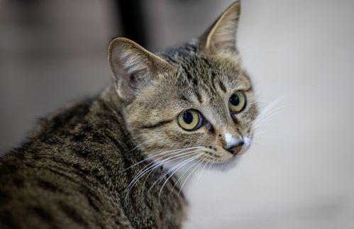 猫咪最新国产在线视频,国产猫咪在线视频盘点，萌宠魅力尽收眼底