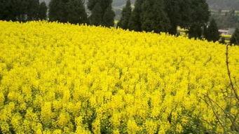 国产菜籽种植视频播放,从播种到收获的全程解析