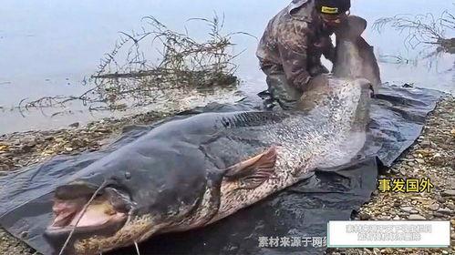 国产超级大鲶鱼视频大全
